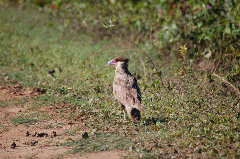 Brasile - Caracara plancus (Falconidae)